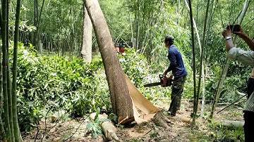 anh thợ cưa hạ cây tràm bông vàng trông vườn tằm dong rất bịt