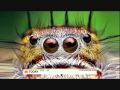 Thomas shahan on the today show to discuss jumping spiders and macrophotography