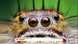 Thomas Shahan on the Today Show to discuss jumping spiders and macrophotography