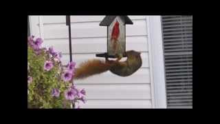 Squirrel Falls from Bird Feeder
Thats what you get for stealing from the birds!
I was at my grandparents house at their bird feeder, when a fox squirrel came up and was eating all the seeds off the ground. Eventually, it climbed onto the feeder and ran off... more than once. The third time it came along, I was ready to get a video of it climbing, and then a funny surprise happened when it wanted back down. It sure got its wish, the fast way! Squirrel Falls from Bird Feeder