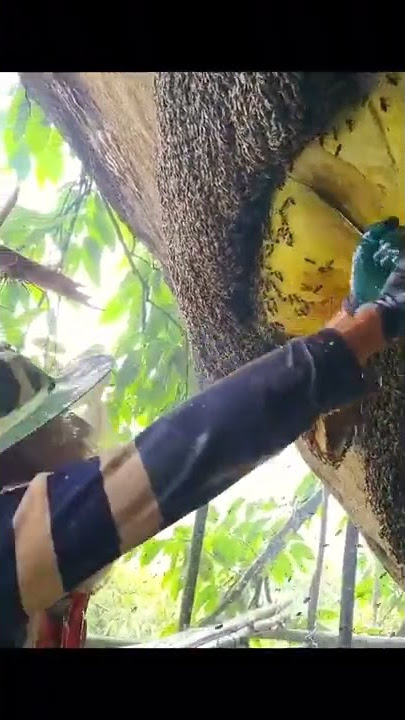 Spongebob Tomfoolery - Dante9k Remix - David Snell