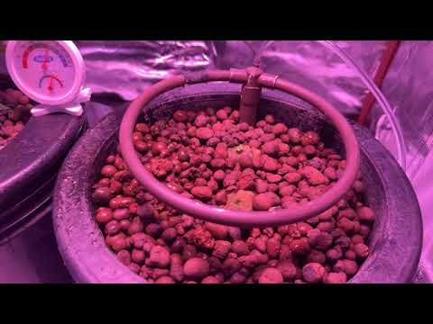Adding a companion plant to the grow tent - Basil in a DWC