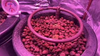 Adding a companion plant to the grow tent - Basil in a DWC