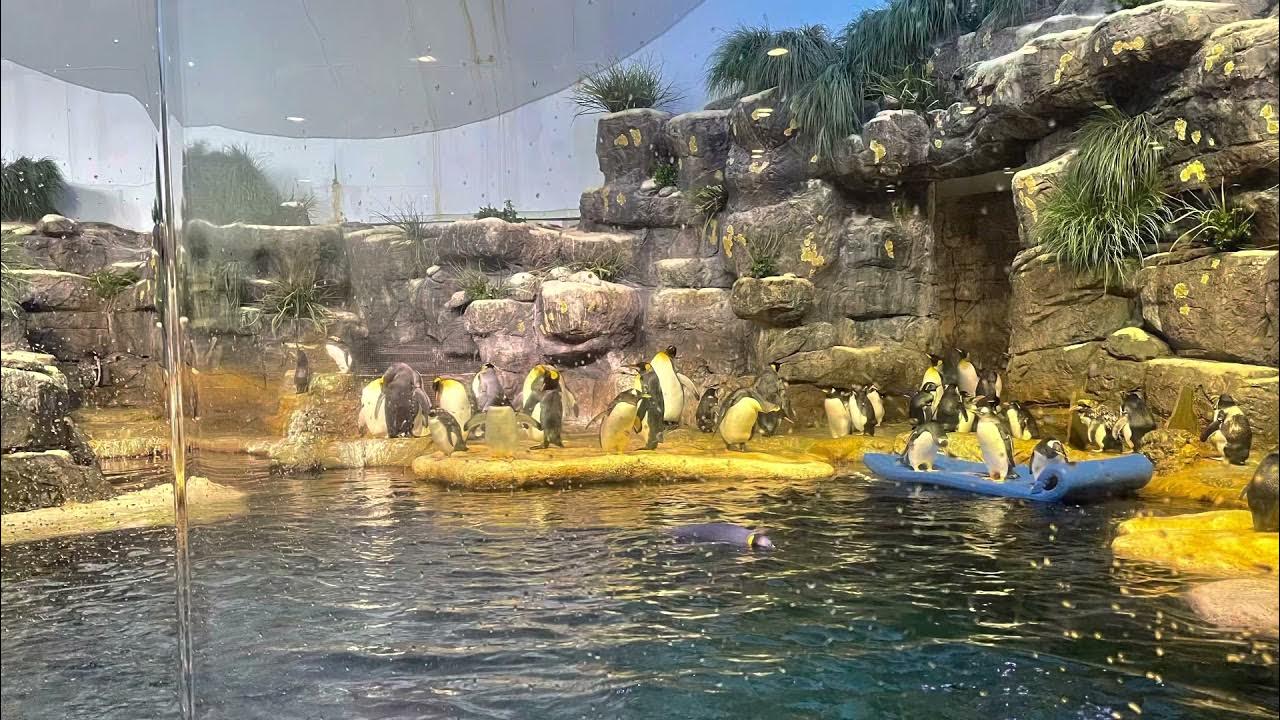 Aquarium at Moody gardens in Galveston Tx. 2021 YouTube