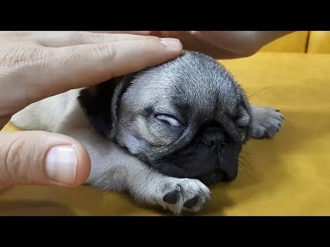 Yavru Kopek Pug Puppy Youtube