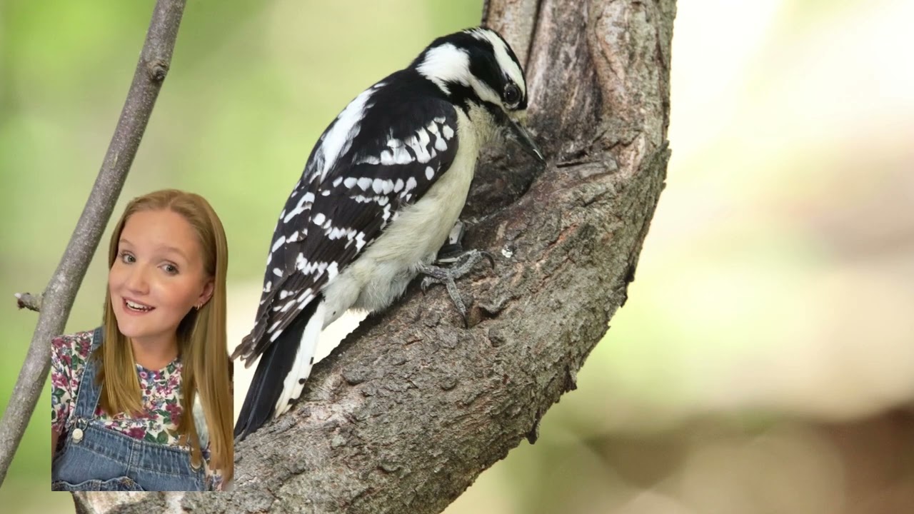 Year of Alabama Trails - Birdwatching