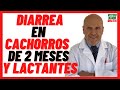 🔴 DIARREA en CACHORROS de 2 MESES  🔴 DIARREA AMARILLA en Cachorros  LACTANTES