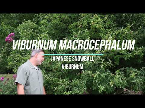 Japanese snowball viburnum (Viburnum macrocephalum) - Plant Identification
