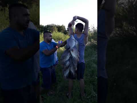 Videó: A Víz Fizikai-kémiai Paramétereinek Hatása A Tilapia (Oreochromis Niloticus) Növekedésére A Földek Tavakban Teso North Megyében, Busia Megyében