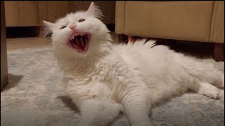 Angry Turkish Van Cat confused on catnip by Vancat Umut 3,966 views 11 months ago 3 minutes, 20 seconds
