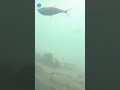 🇧🇭#qatar👆full video link 👆/🦀🦀🦀புள்ளி நண்டு/#trending /#trendingshorts /#viral /#viralshorts /#sorts