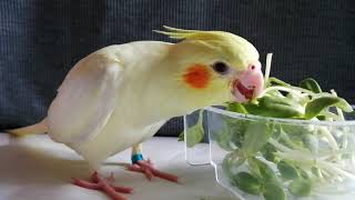 Cockatiel​ eating sunflower sprouts EP7