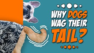 Why dogs wag their tails by Animal Fascination 40 views 4 months ago 4 minutes, 2 seconds