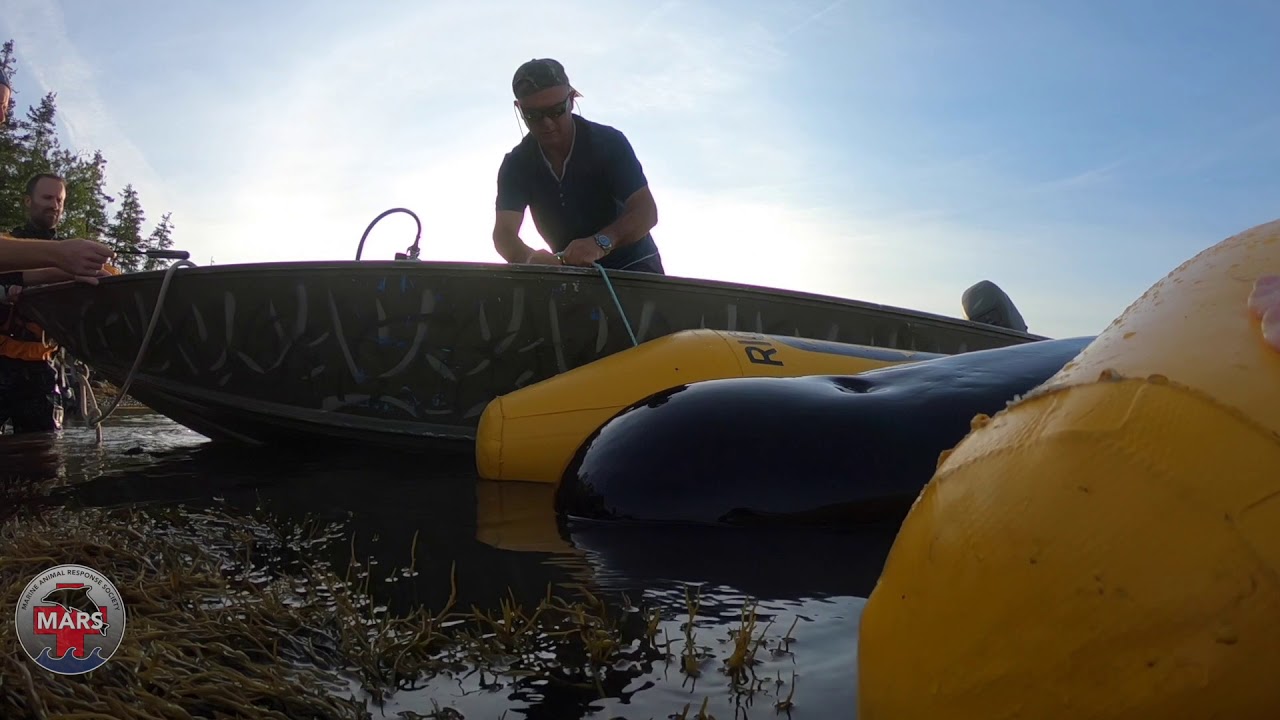 Release of Pilot Whale from Musquodoboit Harbour
