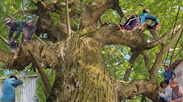Het zagen van een grote, afschuwelijke boom tussen twee huizen is te moeilijk, zaagtechniek, 280,