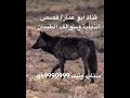 من قصص الذيابة الذيب اكسبلور قصص