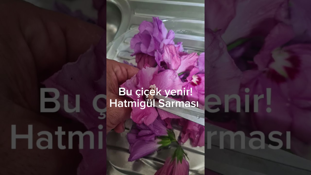 Hatmigül Sarması yada Hibiscus Dolmasi. Yenebilen çiçek #food #pratikyemek #yemektarifi #hibiscus