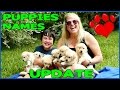 PUPPIES NAMES UPDATE!  Golden Retriever Pups with Cheryl and Brayden