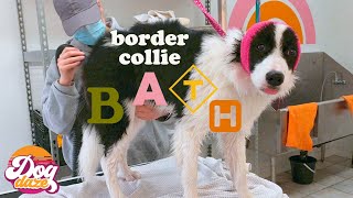 Baby Border Collie Bath by Dog Daze 597 views 2 years ago 6 minutes, 13 seconds