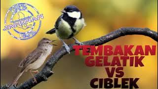 MASTERAN MUDAH TERBAIK suara burung GELATIK dan CIBLEK