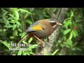 2014 Endemic Birds of Taiwan(新台灣特有25種野鳥)