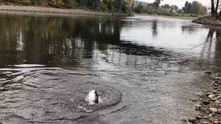 Coho Fishing On The Clackamas River (Part2)