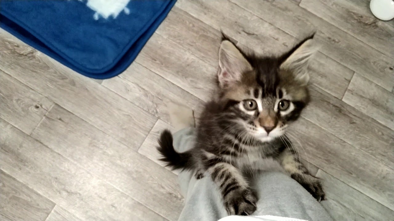 Мейн-кун Шейла скалолазка