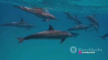 Animal Behavior Explained Episode 5: Instincts vs. Learned Behaviors 🤔📚