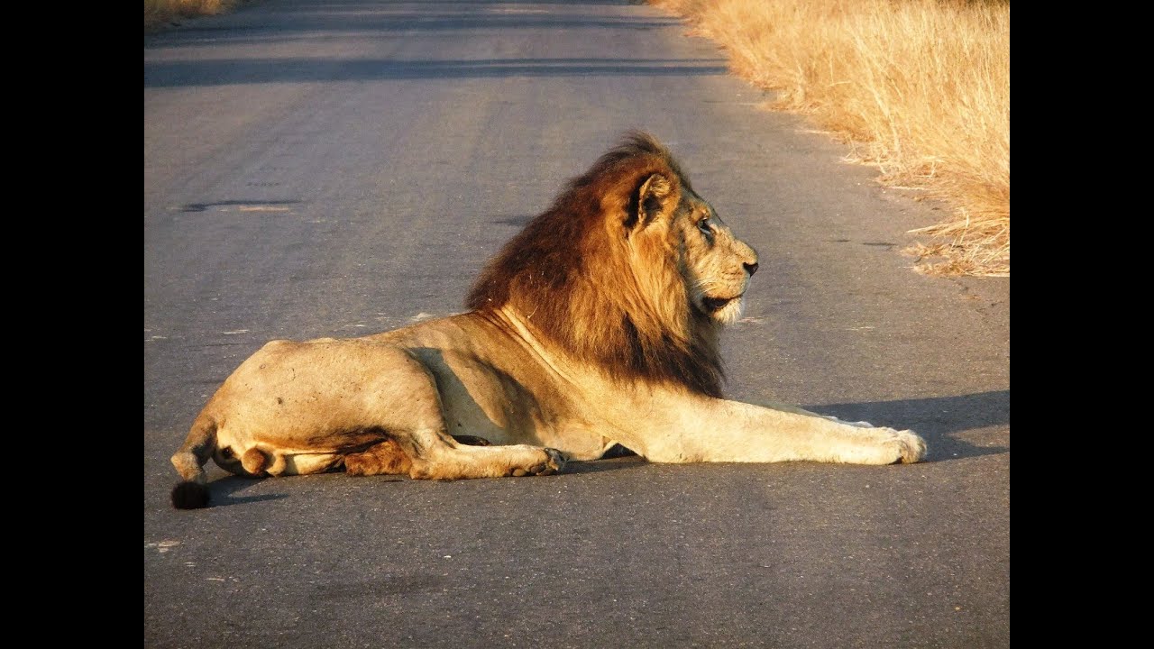 Kruger National Park South Africa - Big Five