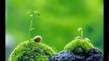 Giải Pháp Vàng Cho Người Rụng Tóc - Hói Đầu