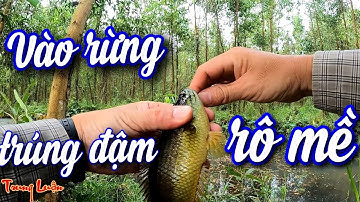 Câu cá rô đồng - Tập 55: Khám phá điểm câu mới, vào rừng U Minh trúng đậm rô mề - Fishing