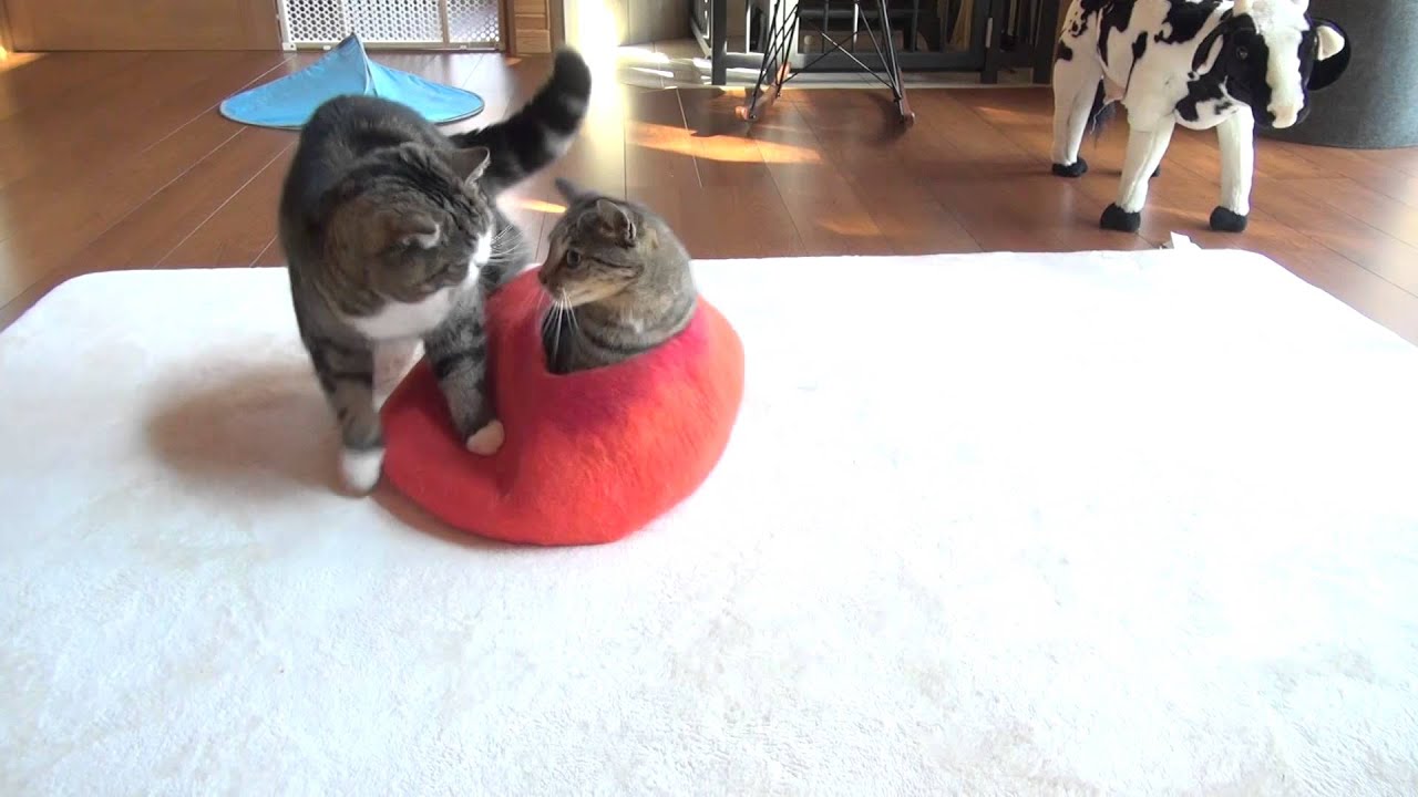 まるはな 赤いベッドとまるとはな。-Red bed and Maru&Hana.- - YouTube