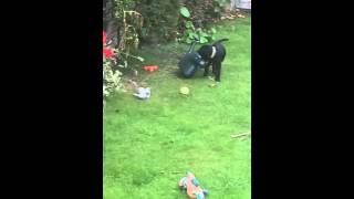 Patterdale Terrier Vs Watering Can