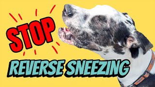 Reverse Sneezing In Dogs