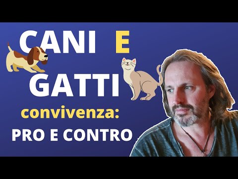 Video: Pro e contro di gatti e cani