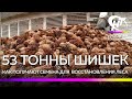 Сотрудники Боровичского лесхоза показали, как получают семена из собранных шишек