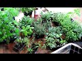 Dividing & Potting up Tomatoes, Peppers, Herbs & Perennials: Seed Starting Indoors Series Conclusion