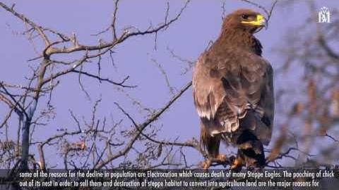 STEPPE EAGLE