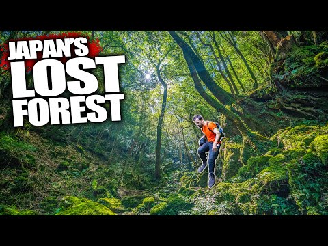 Solo Hiking Japan's Forgotten Forest
