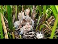 The Baby Birds After The Rain, They Ate Delicious Free Food | The Chicks Play in The Nest