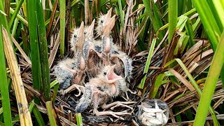 After The Rain, The Baby Birds Eat Delicious | The Chicks Play in The Nest