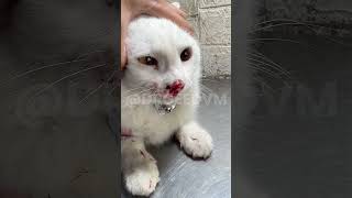 Kucing Tiba-Tiba Mimisan & Ngos-ngosan?! Ini Kondisi DARURAT!