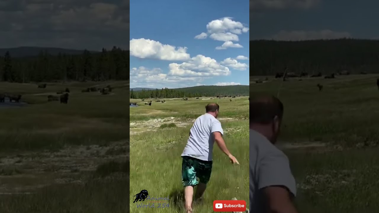 Bison Attacks A Tourist At Yellowstone Park