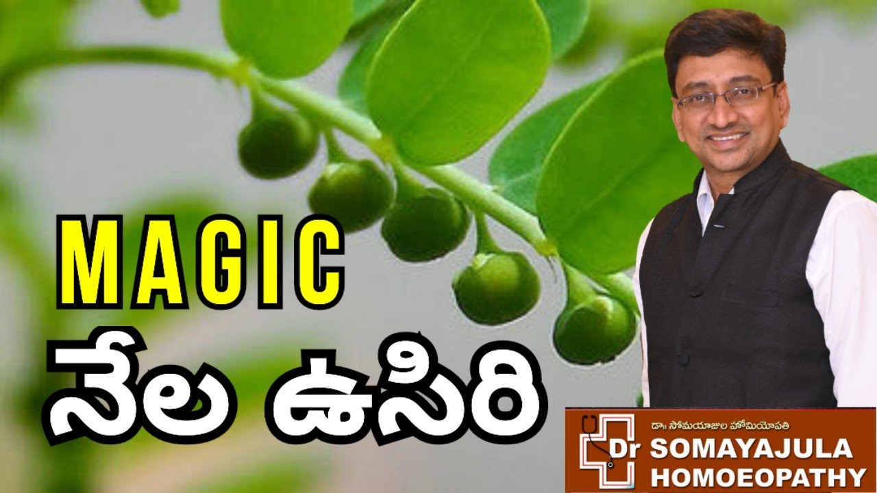 Nela Usiri STONE BREAKER / Health Benefits / Dr Somayajula Homeopathy