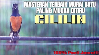 MASTERAN MURAI BATU PALING MUDAH DITIRU TEMBAKAN CILILIN INI BIKIN MURAI BATU PASTOL JADI JUARA