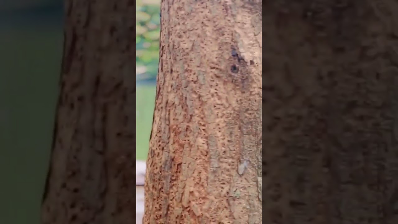 Kandy lake round 🤩❤️🍃