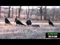 3 Minutes of Nothing But Turkey Hunting Action