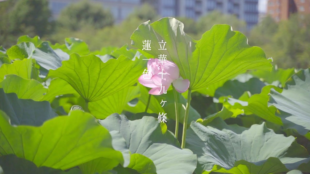 立華十九ヶ條 蓮一色 - YouTube