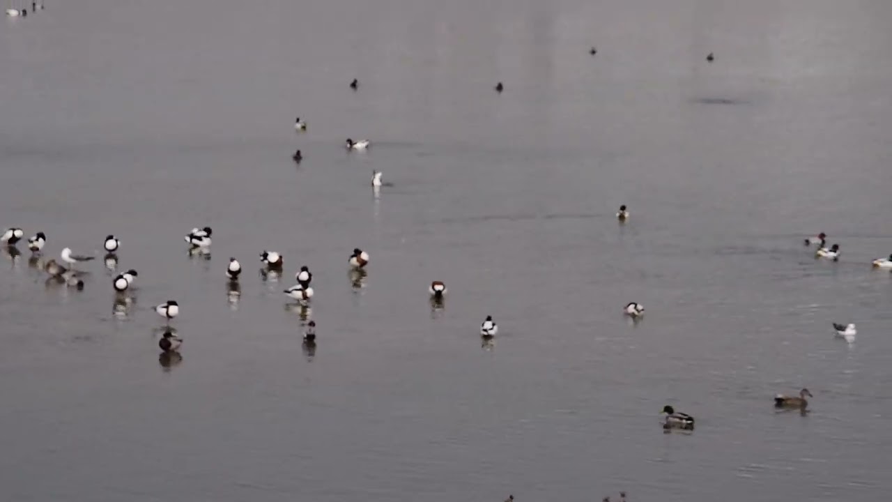 탐조단 '날개' 2월 활동보고