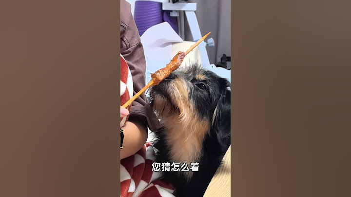 再见了，我要离开这个没有炸串的家。当你有只嘴馋小狗 萌宠出道计划 狗狗的心思都写在脸上了  名字的含义 狗狗